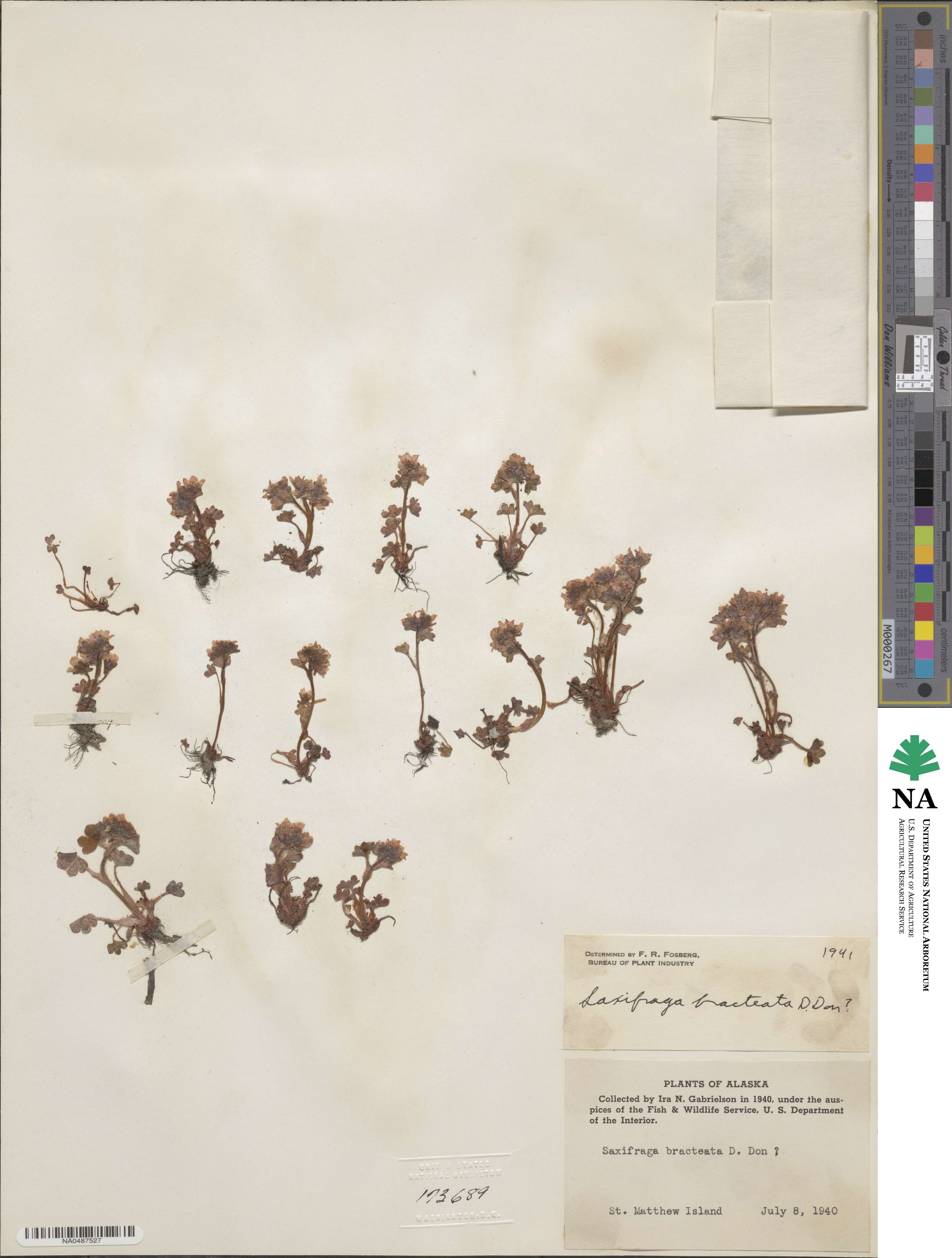 Saxifraga bracteata image