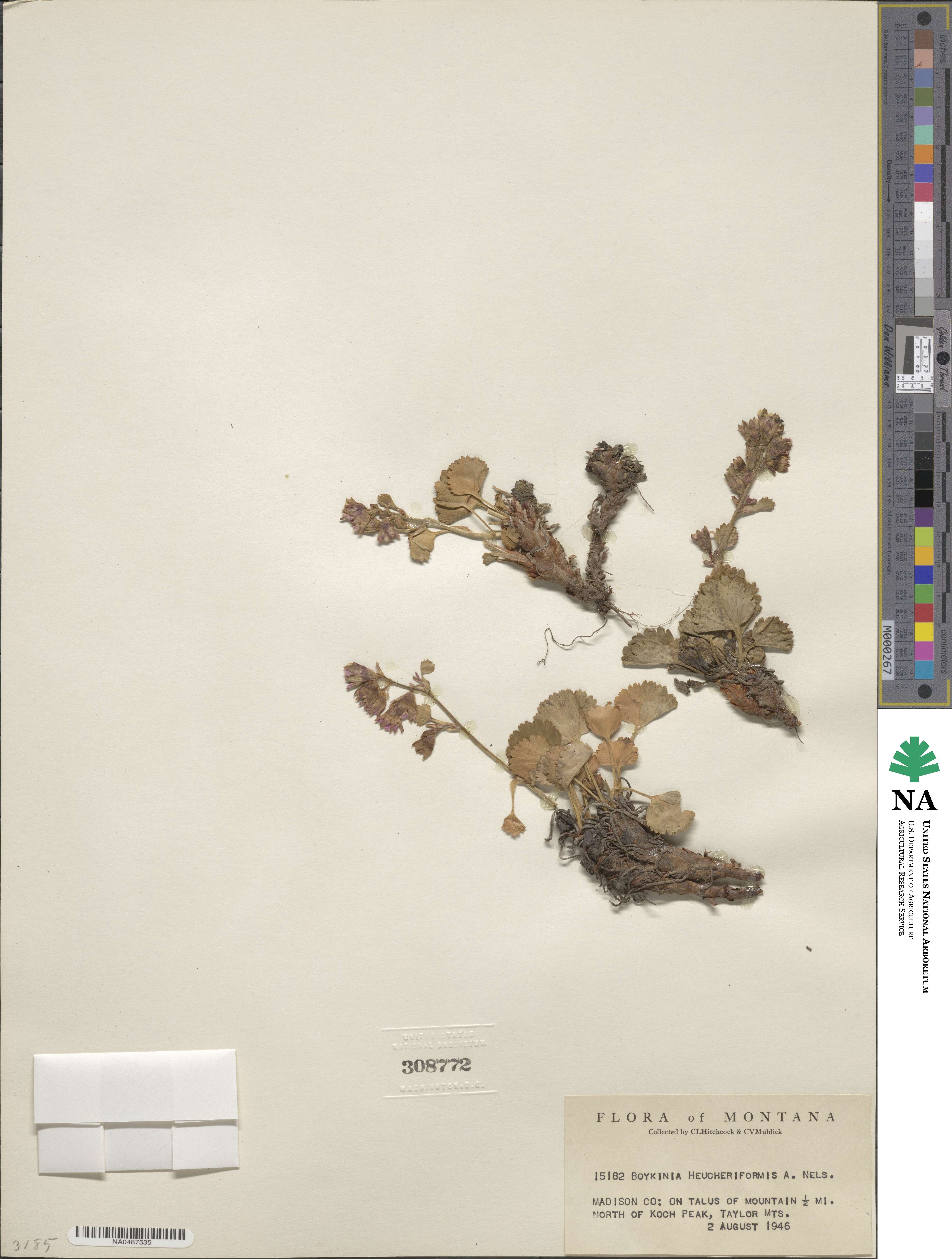 Telesonix heucheriformis image