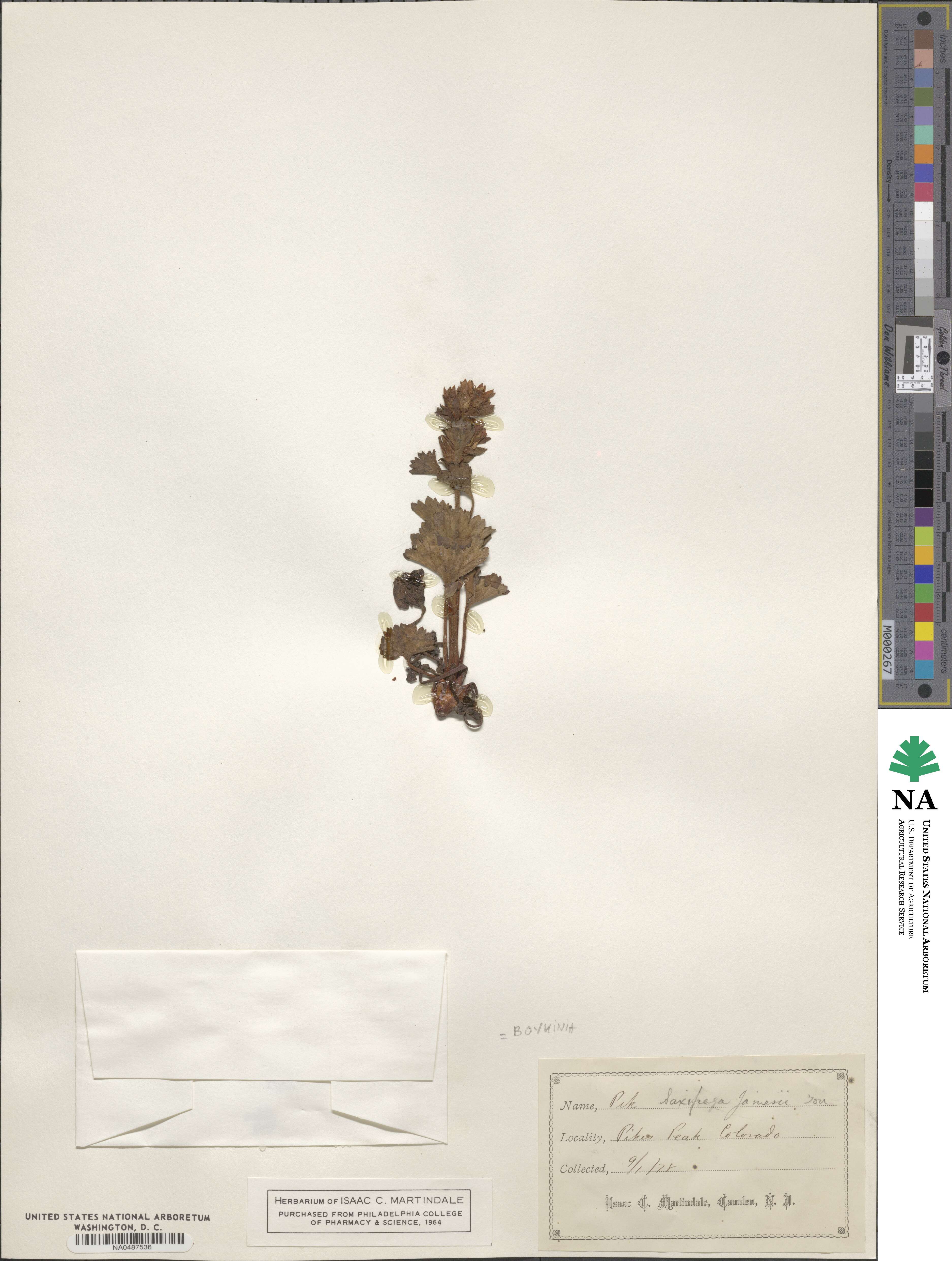 Telesonix jamesii image