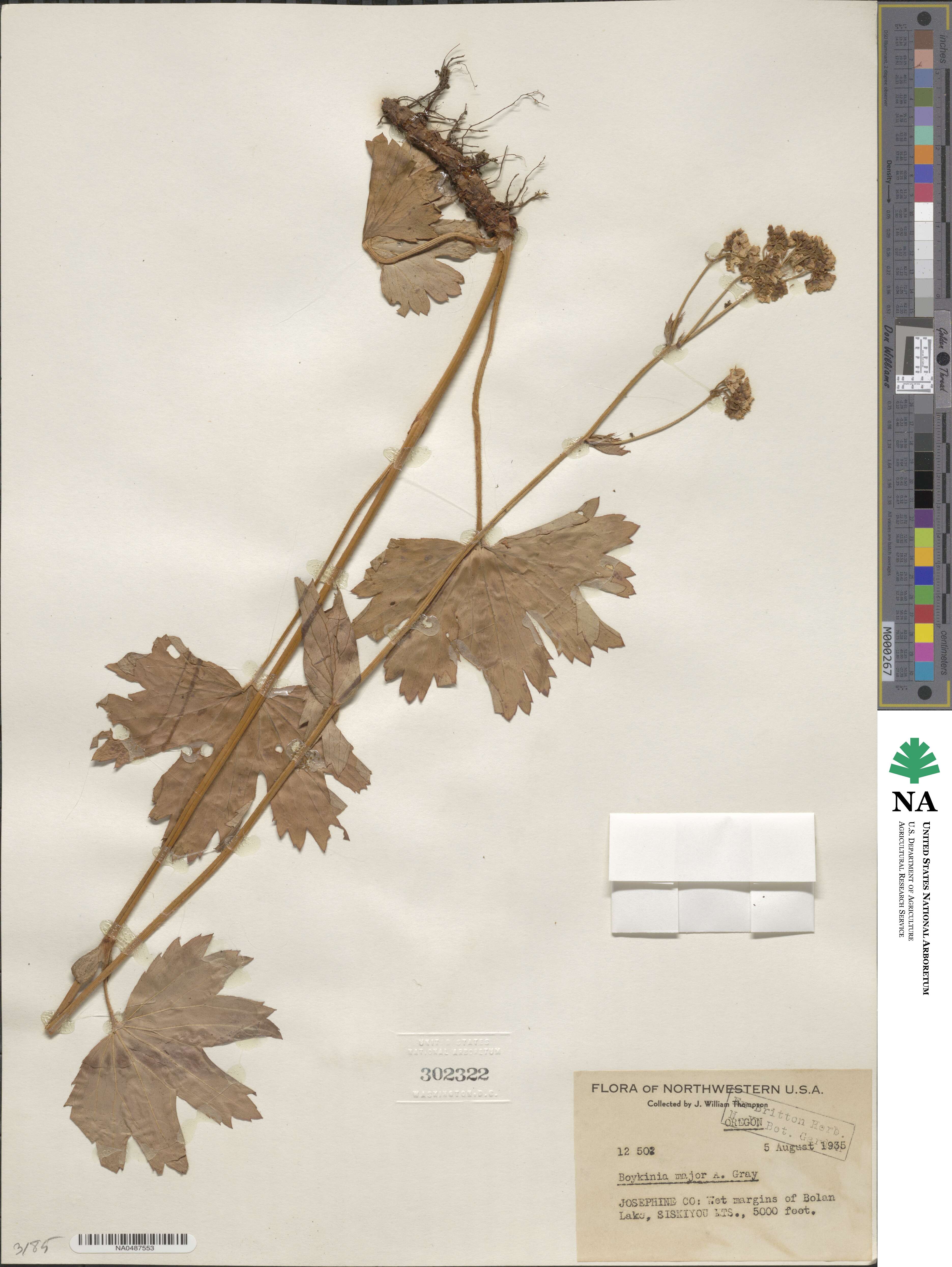 Boykinia major image