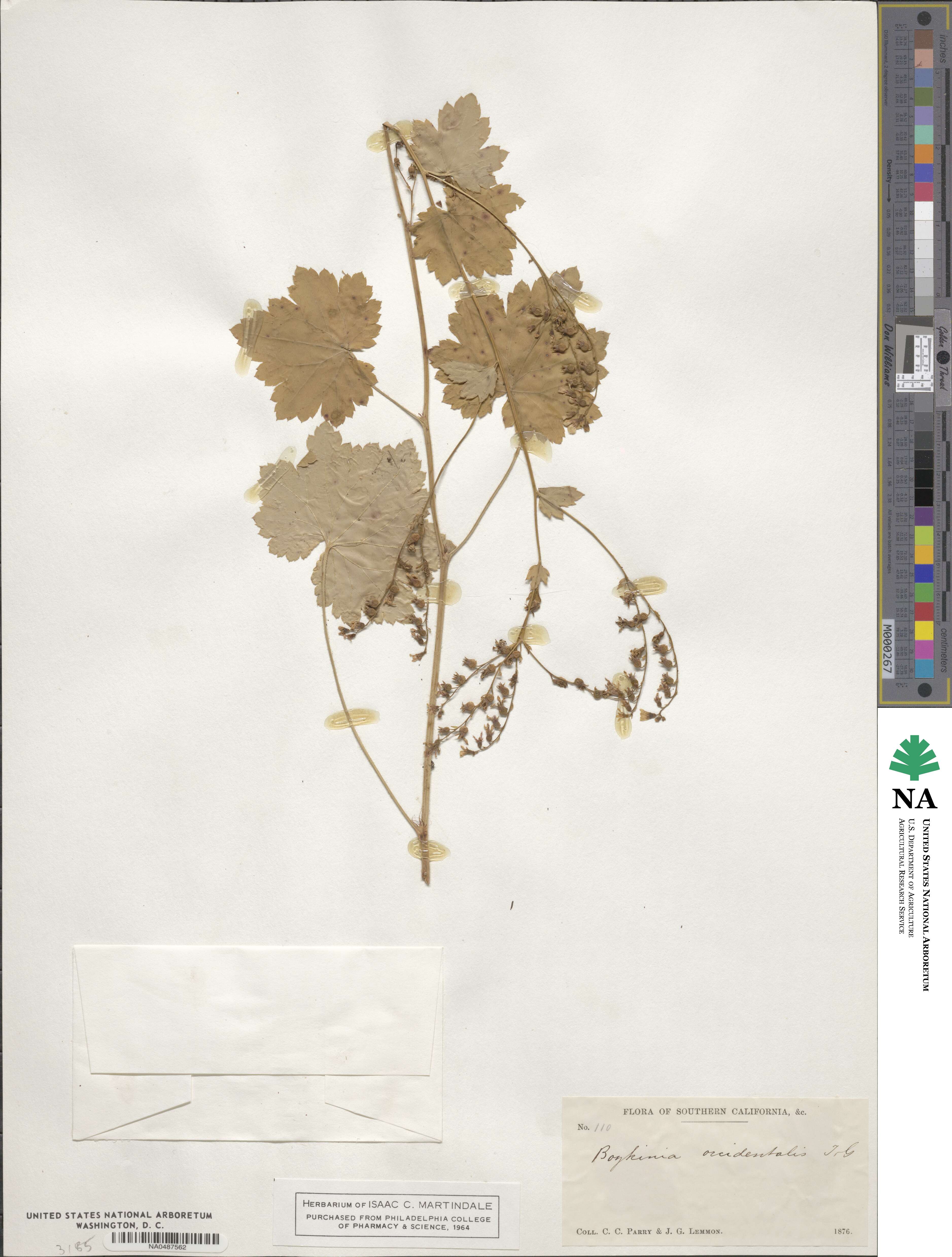 Boykinia occidentalis image