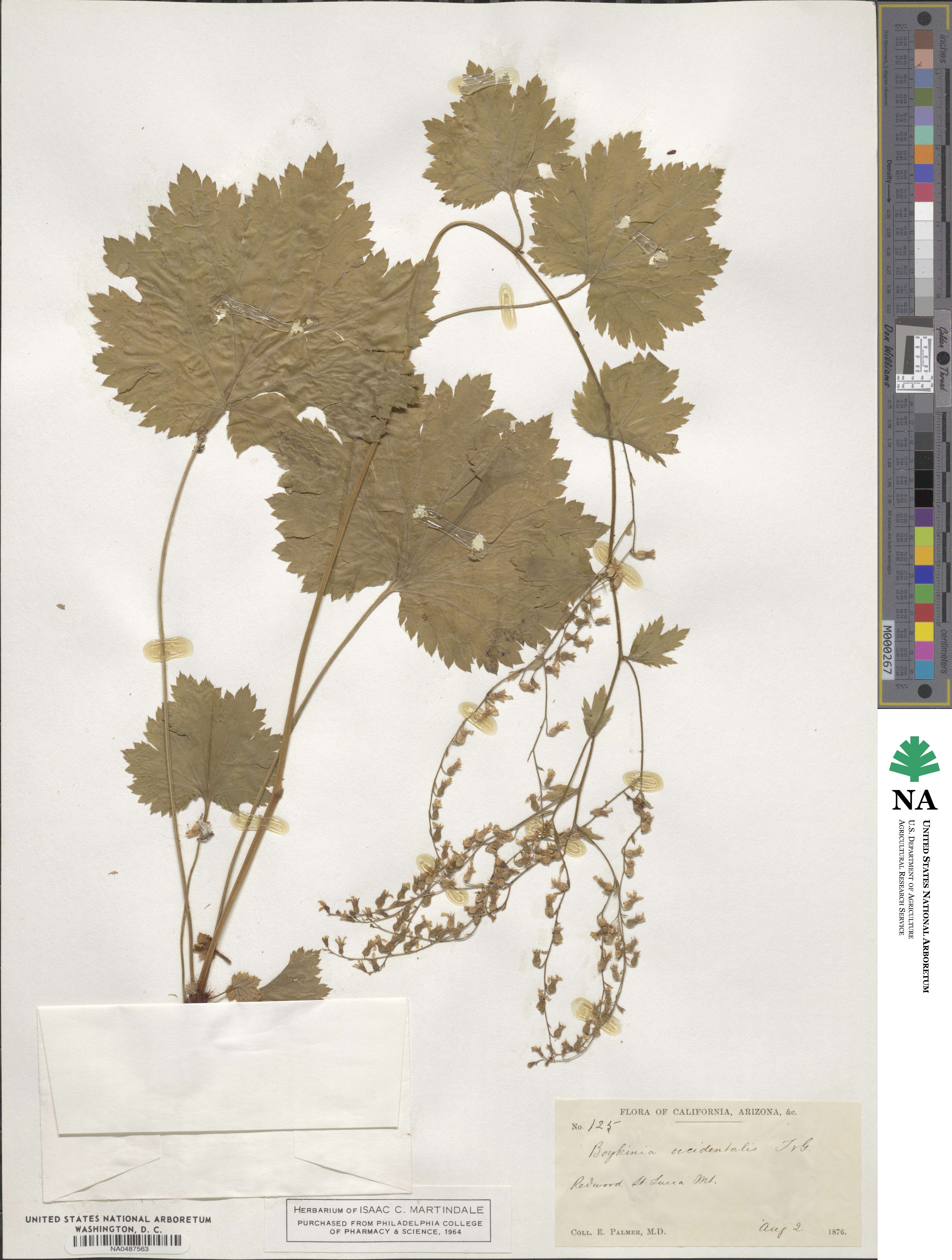 Boykinia occidentalis image