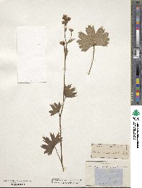 Boykinia aconitifolia image