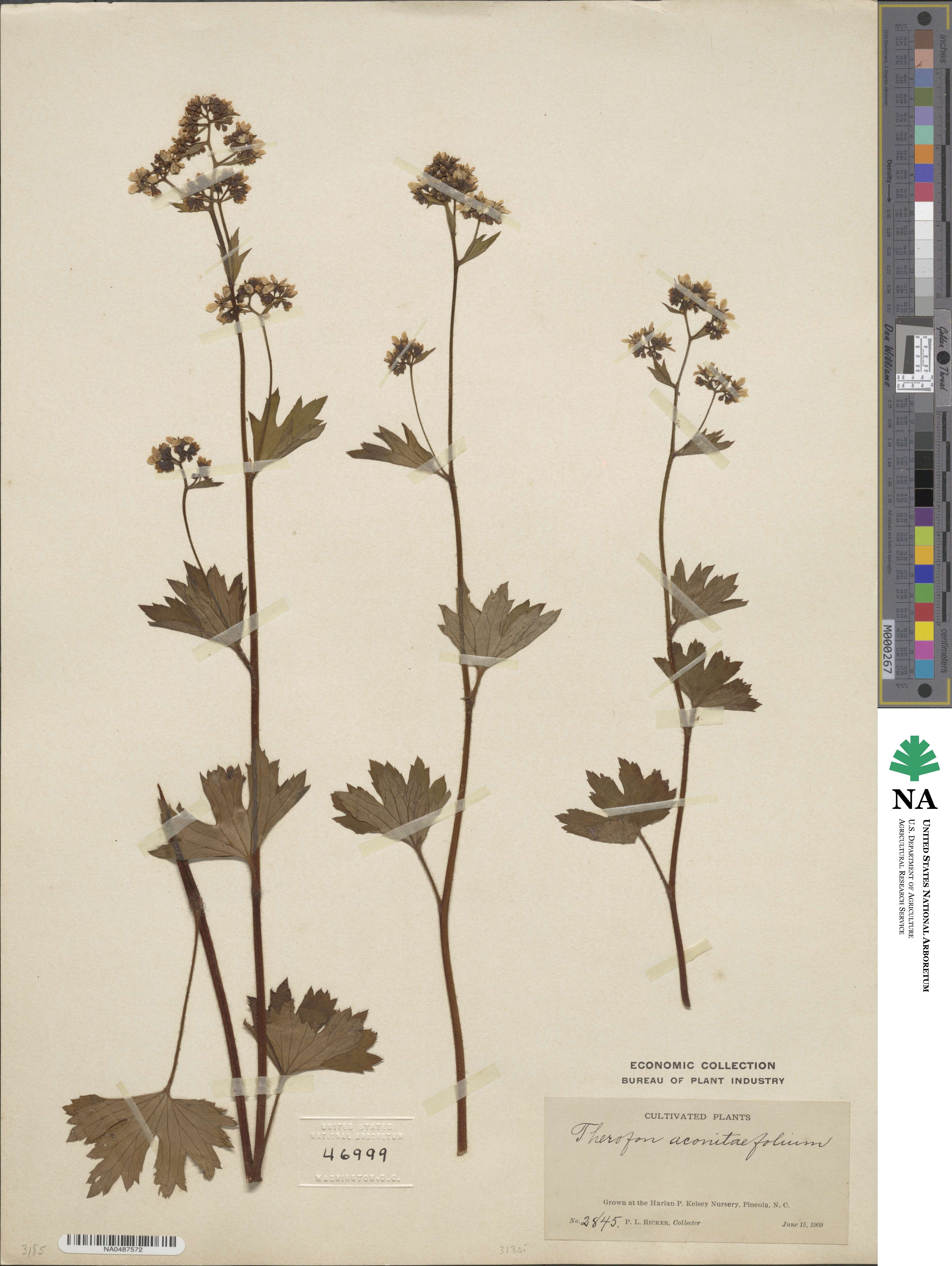 Boykinia aconitifolia image