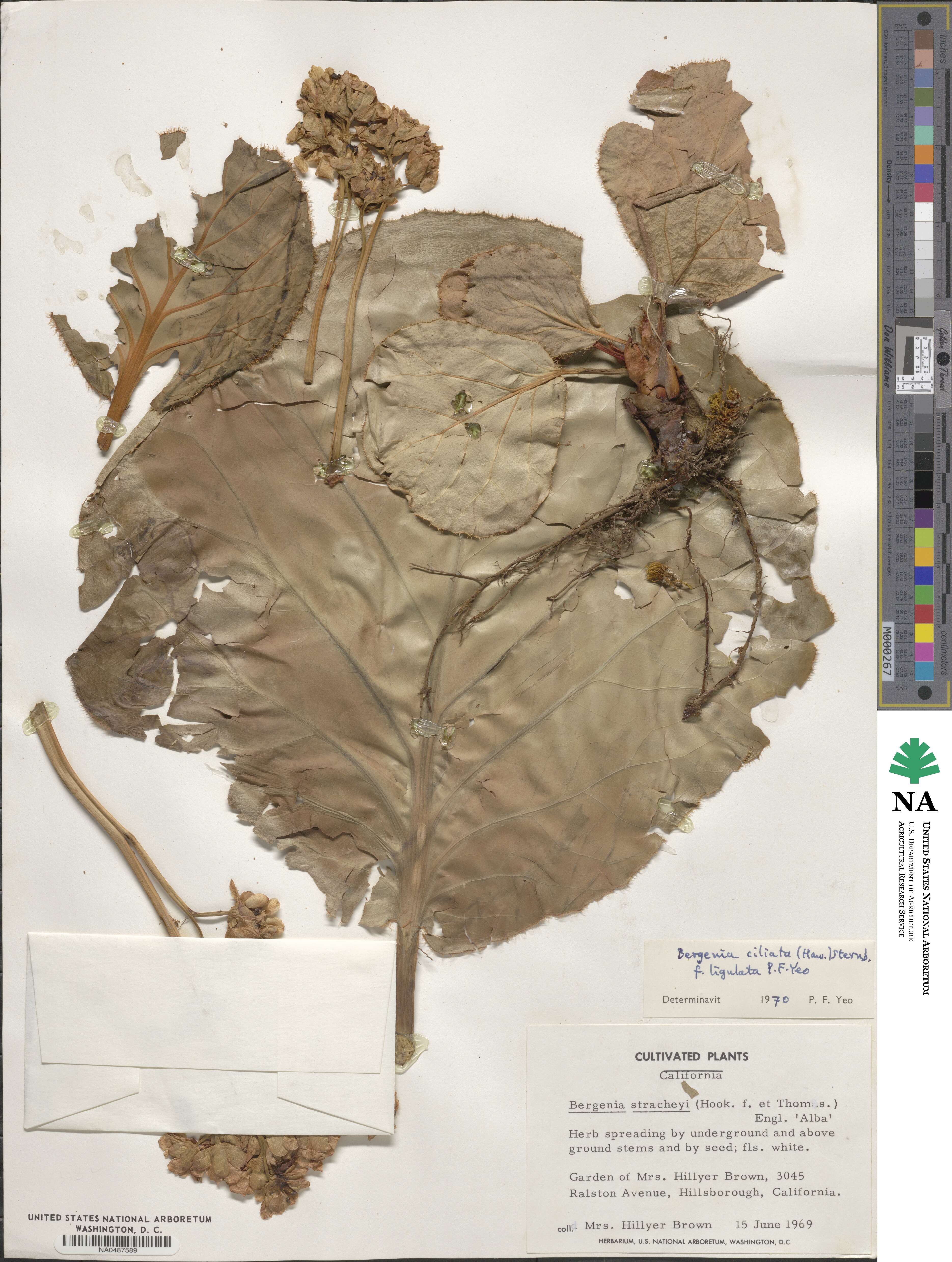 Bergenia pacumbis image