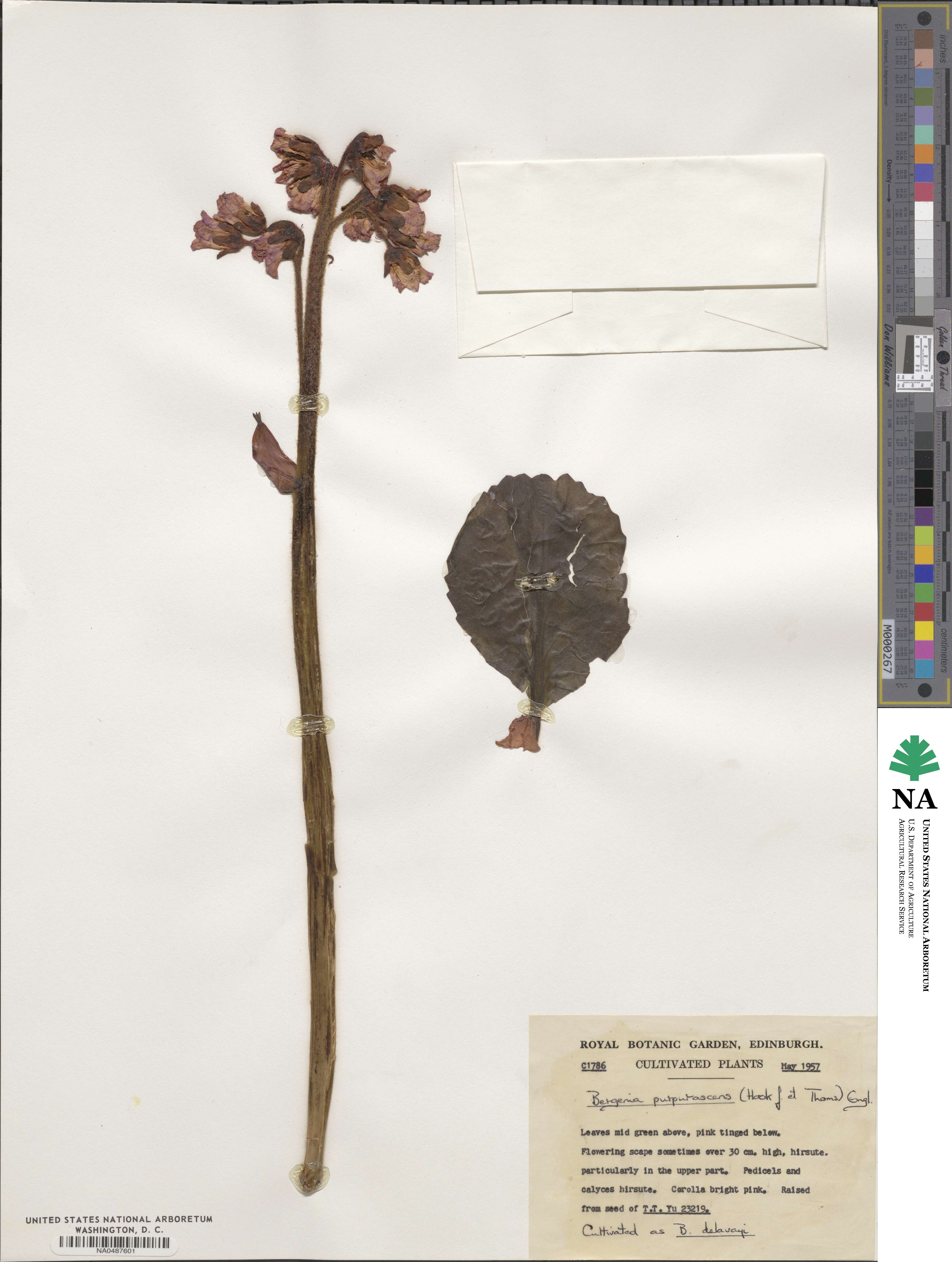 Bergenia purpurascens image