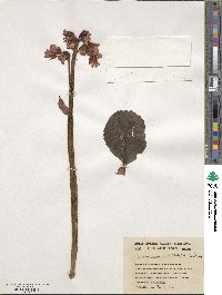 Image of Bergenia purpurascens