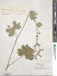 Boykinia aconitifolia image