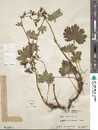 Boykinia aconitifolia image