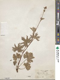 Boykinia aconitifolia image