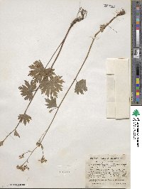 Boykinia aconitifolia image