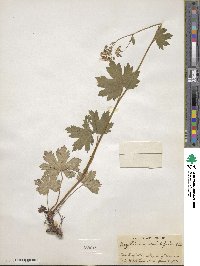 Boykinia aconitifolia image