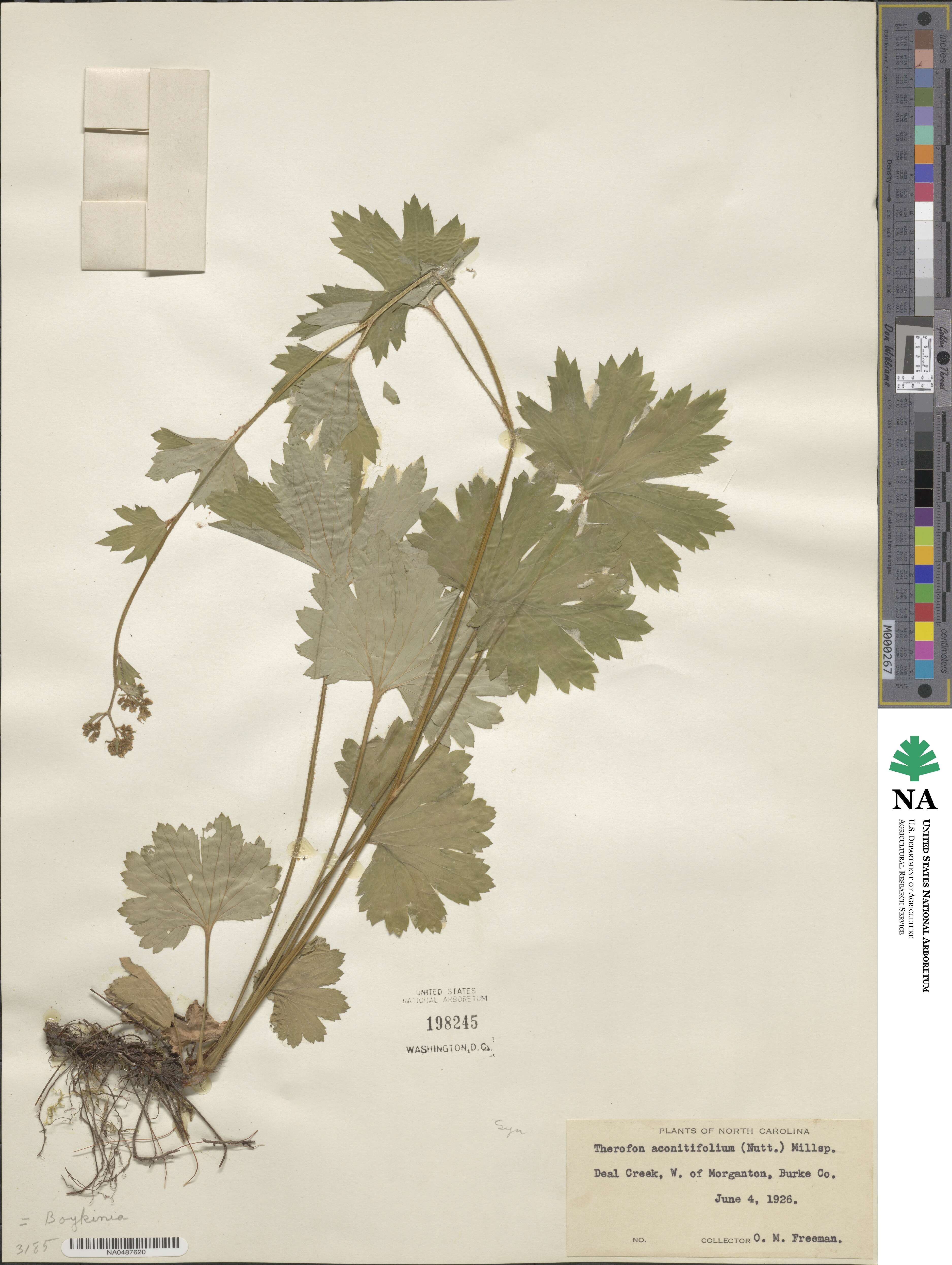 Boykinia aconitifolia image
