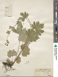 Boykinia aconitifolia image