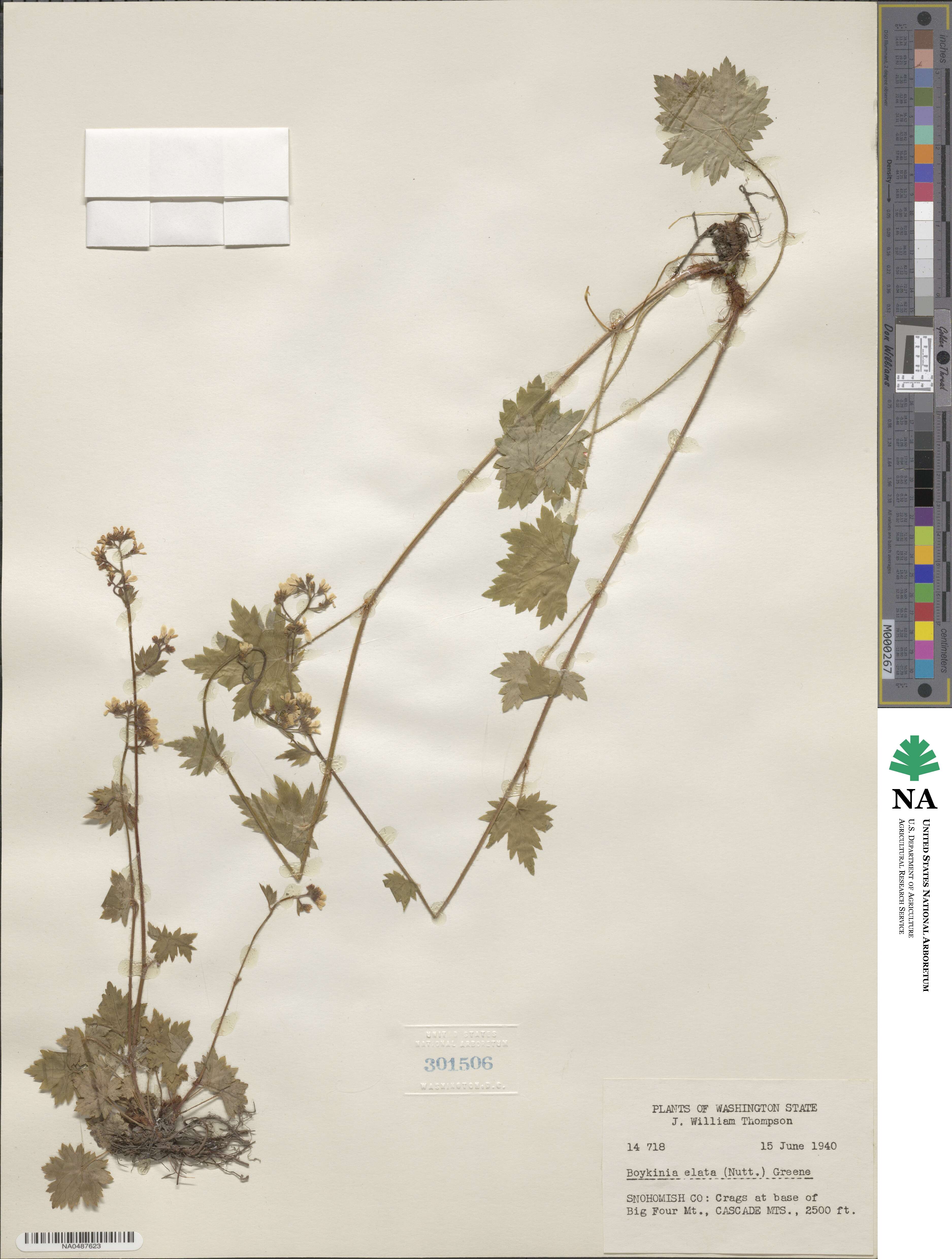Boykinia occidentalis image