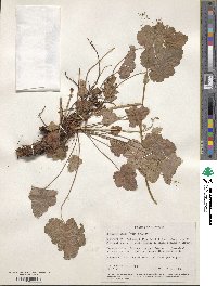 Boykinia occidentalis image