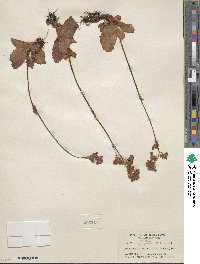 Micranthes integrifolia image