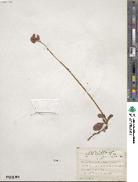 Micranthes integrifolia image