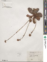 Micranthes integrifolia image