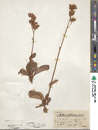 Leptarrhena pyrolifolia image