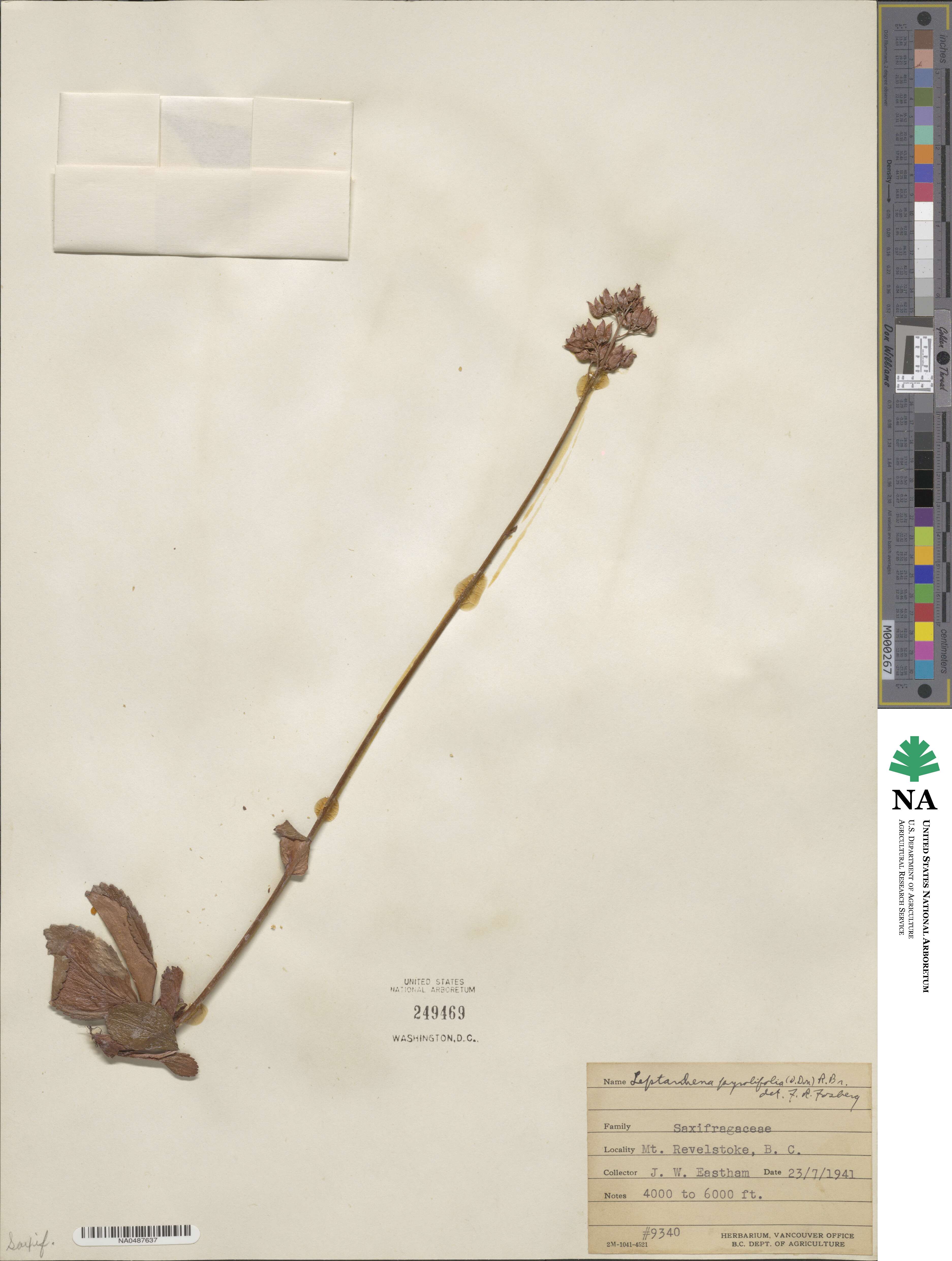 Leptarrhena pyrolifolia image