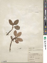 Leptarrhena pyrolifolia image