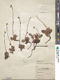 Leptarrhena pyrolifolia image