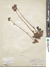 Leptarrhena pyrolifolia image