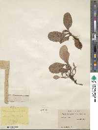 Leptarrhena pyrolifolia image