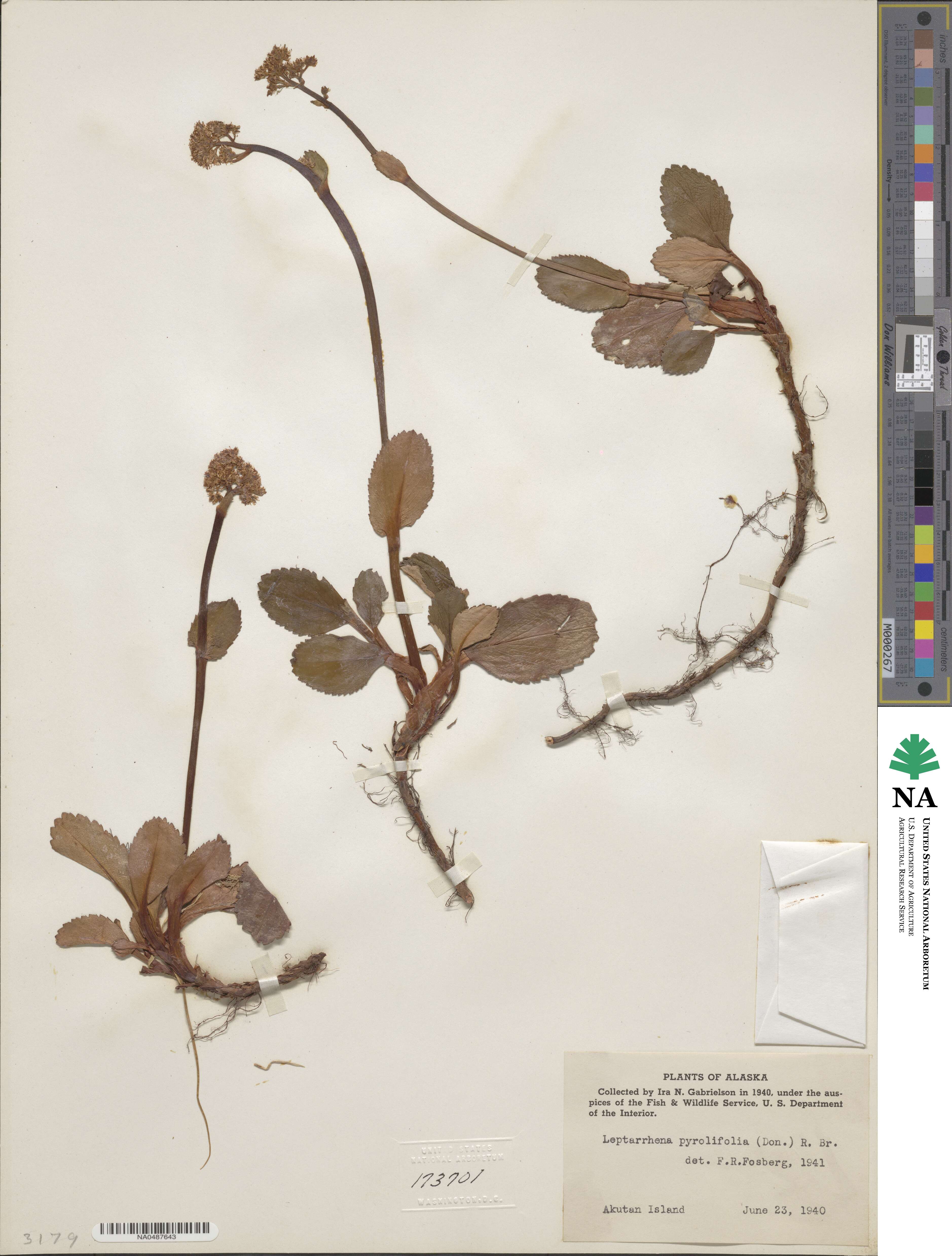 Leptarrhena pyrolifolia image