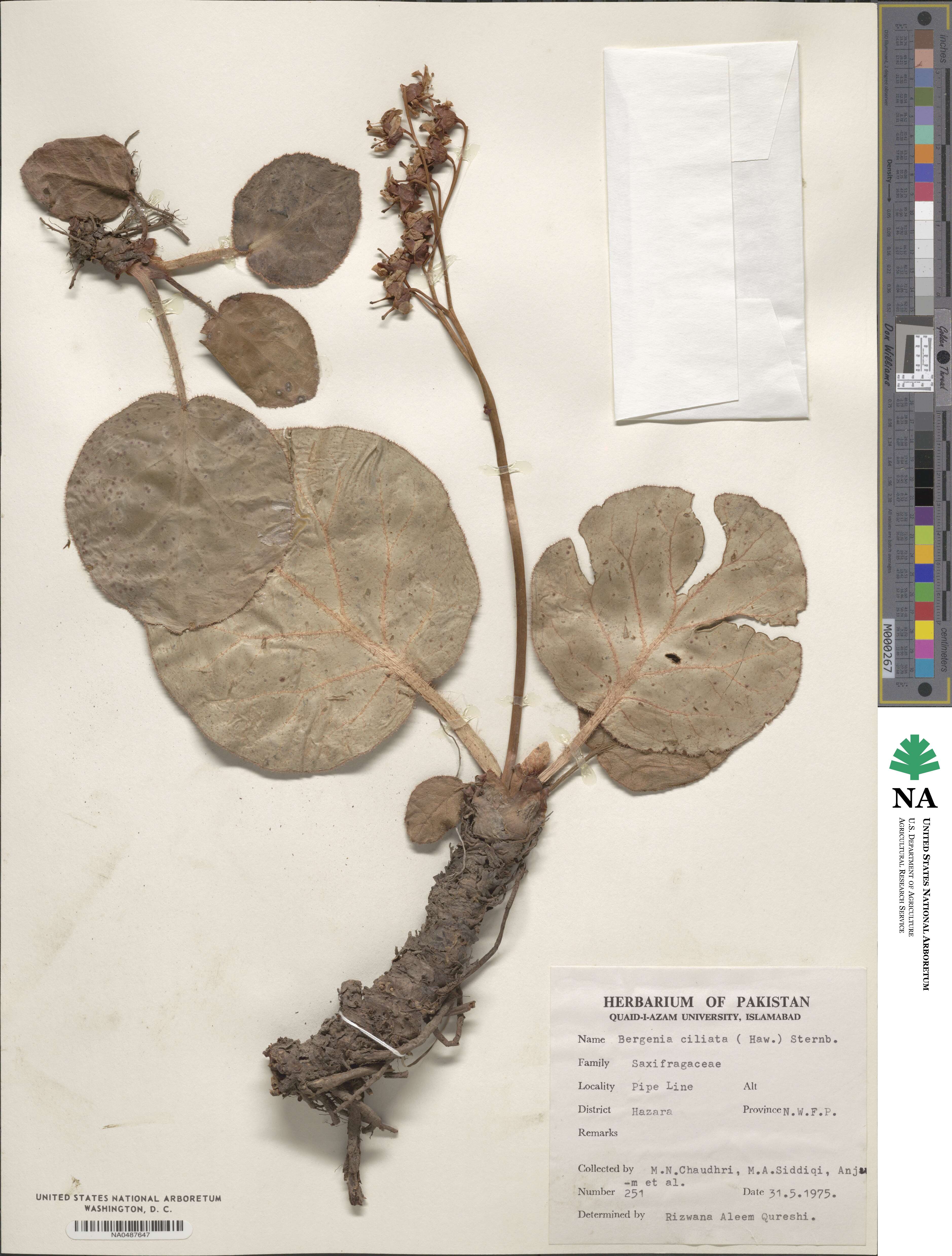 Bergenia ciliata image