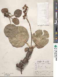 Bergenia ciliata image