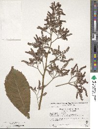 Rodgersia aesculifolia image