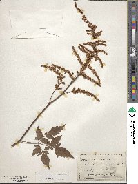 Astilbe rubra image