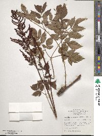 Astilbe rubra image