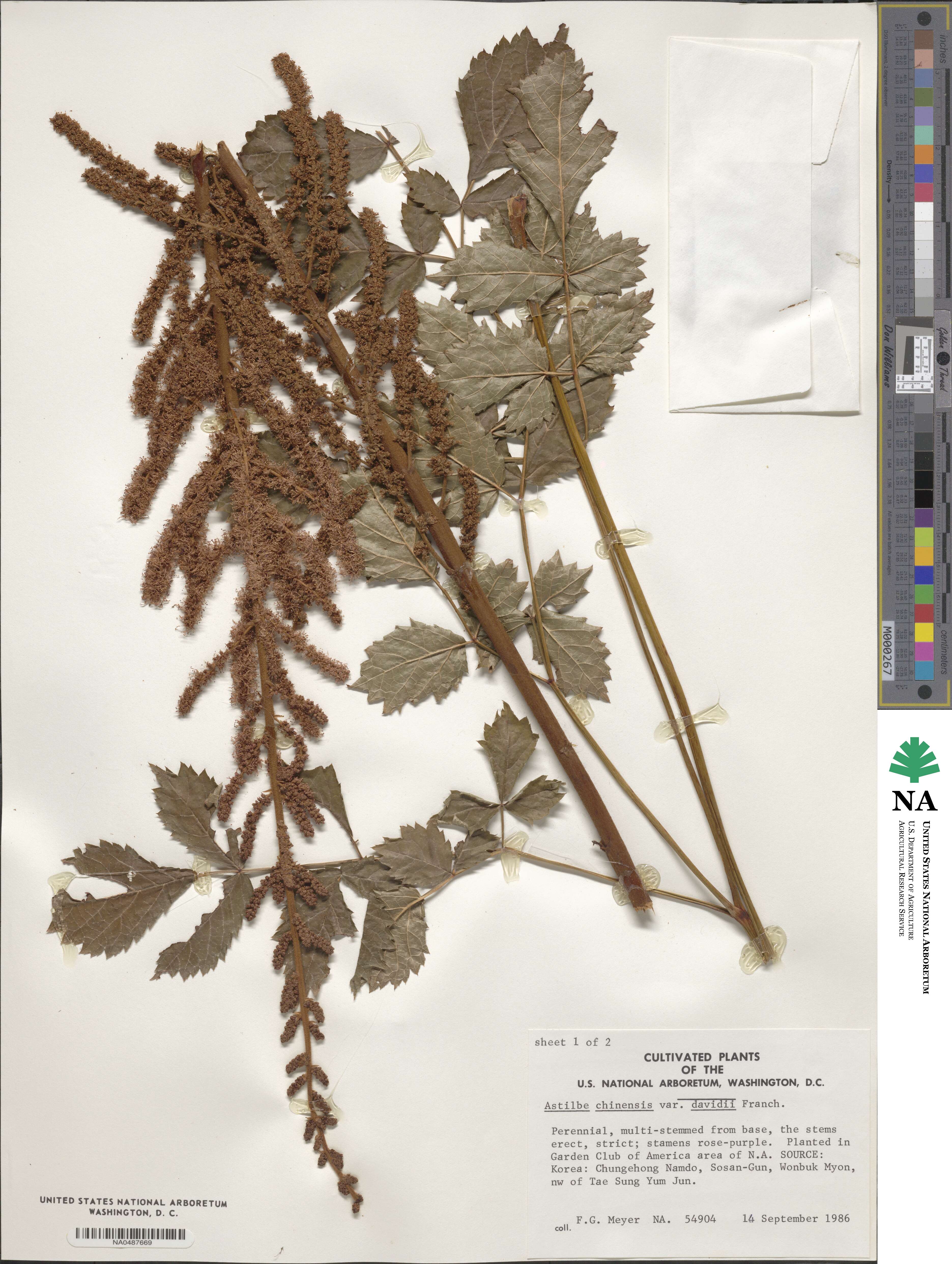 Astilbe rubra image