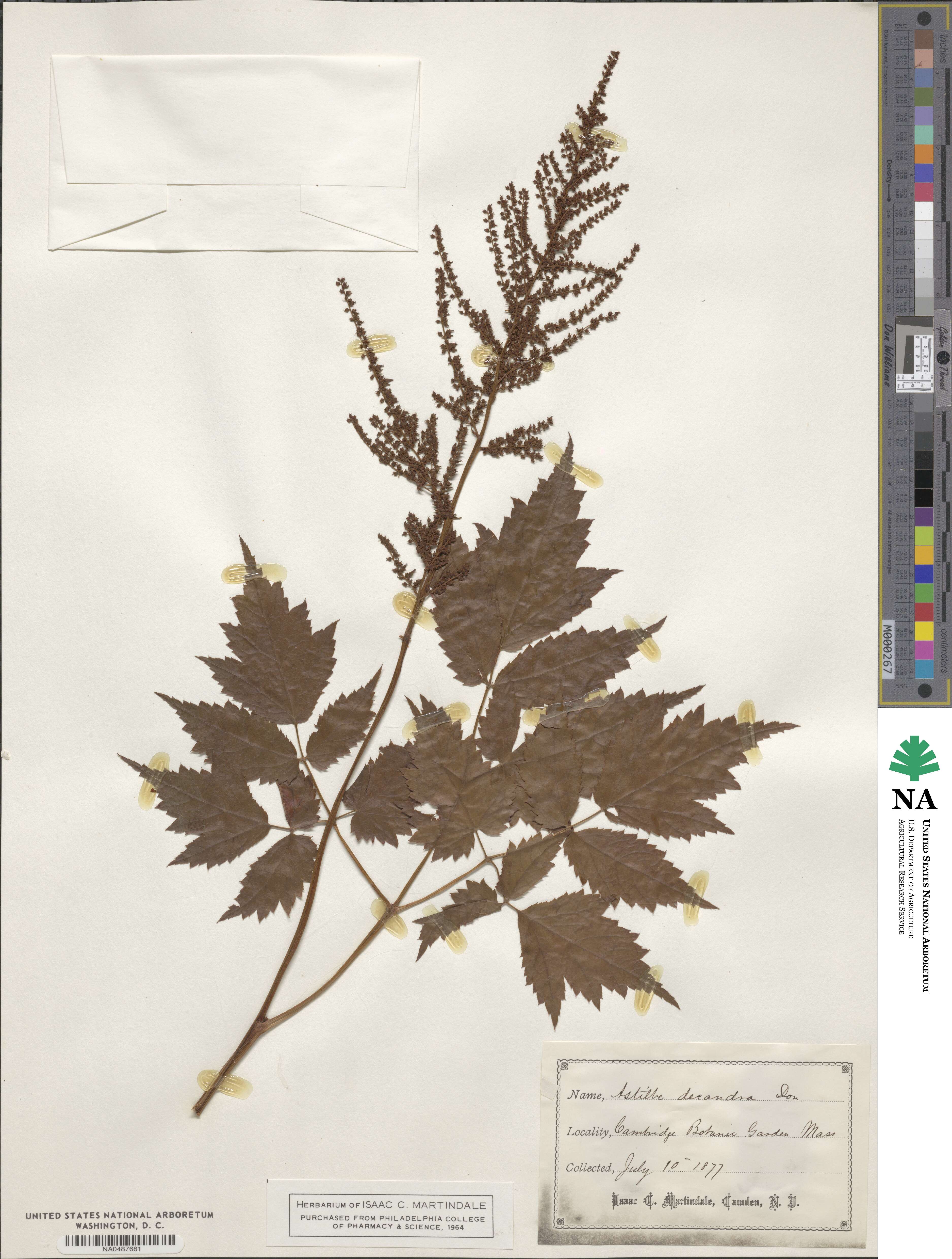 Astilbe decandra image