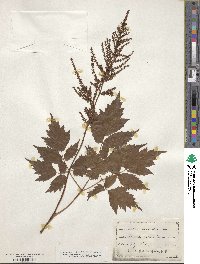 Astilbe decandra image