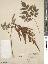 Astilbe grandis image