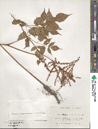 Astilbe thunbergii image