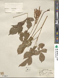 Astilbe thunbergii image