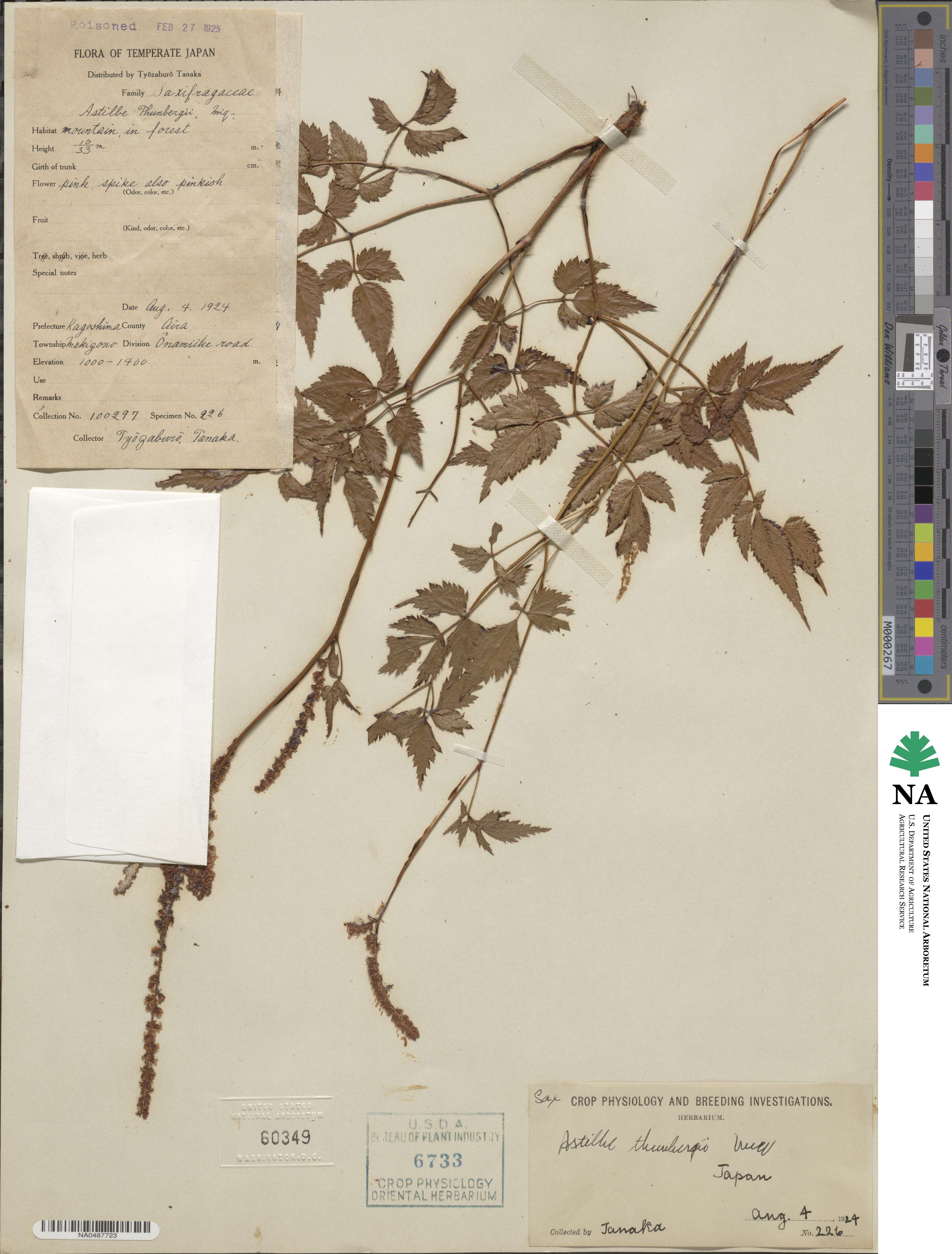 Astilbe thunbergii image
