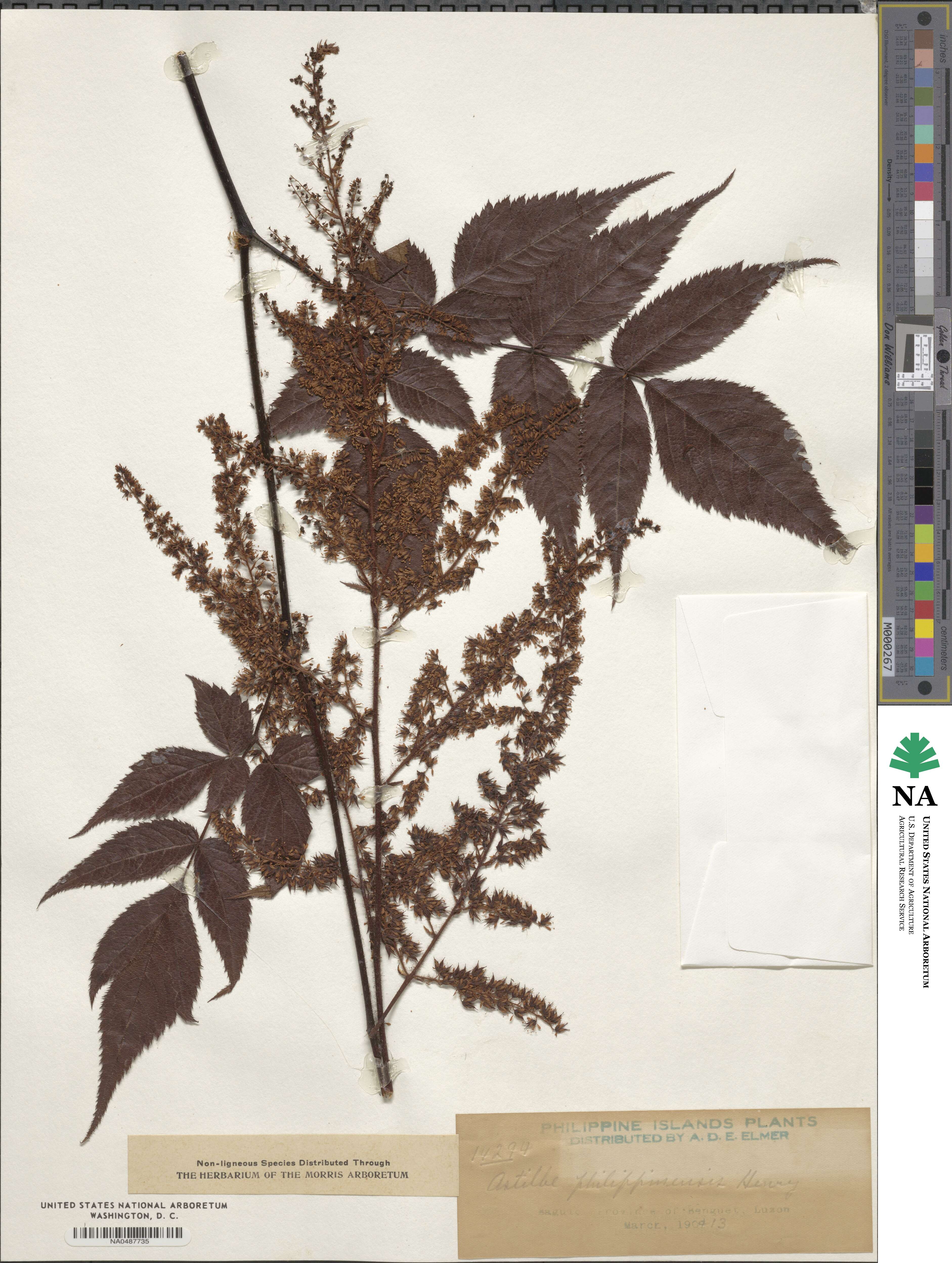 Astilbe philippinensis image