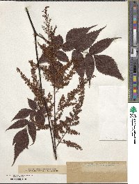 Image of Astilbe philippinensis