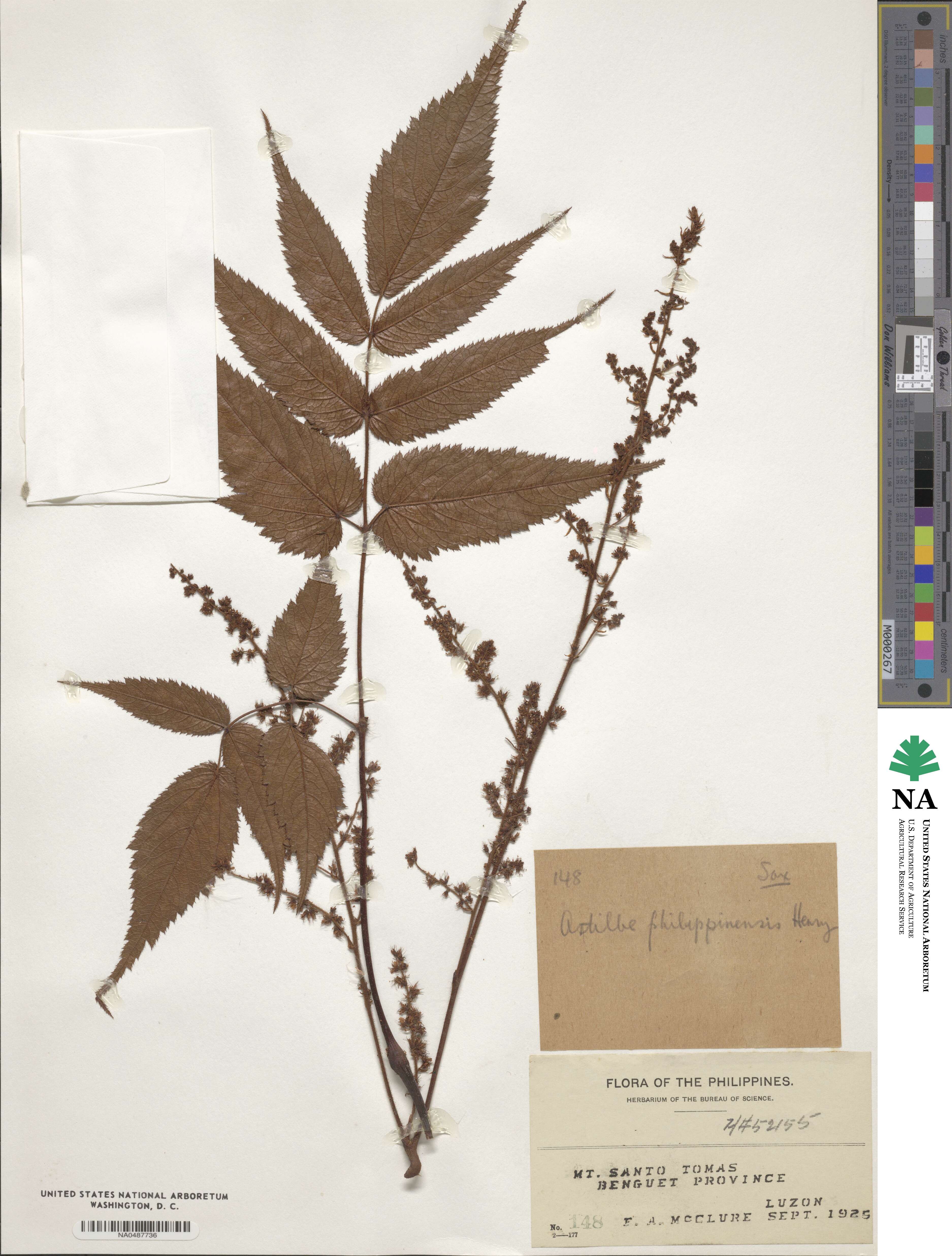 Astilbe philippinensis image