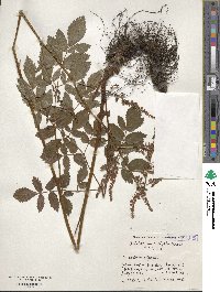 Astilbe microphylla image