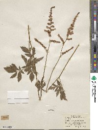 Astilbe microphylla image