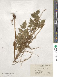 Image of Astilbe rivularis