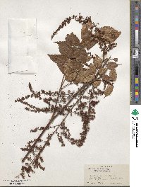 Astilbe rivularis image