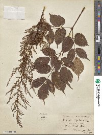 Astilbe rivularis image